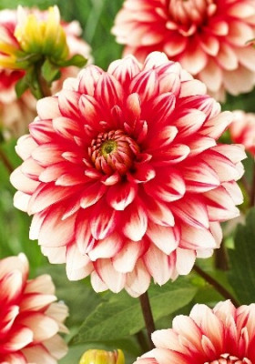 Георгин Ларриз Лов (1шт) 5434