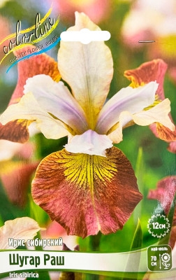 Ирис Шугар Раш (1шт)