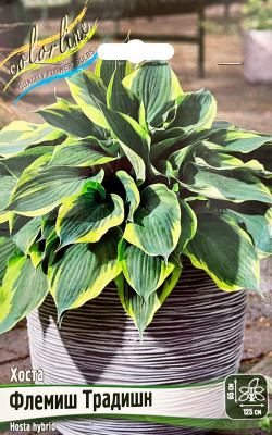 Хоста Флемиш Традишн (1шт)