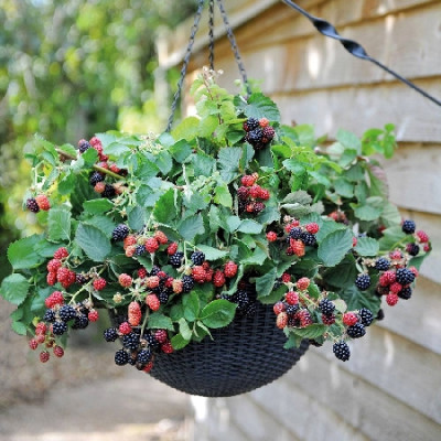 Ежевика Дартс Блэк Каскад 9608