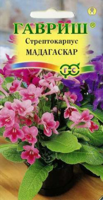 Стрептокарпус гибридный Мадагаскар, смесь 5 шт. гранул. пробирка Н11