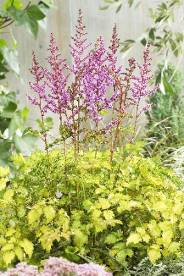 Астильба Колор Флэш Лайм 1шт