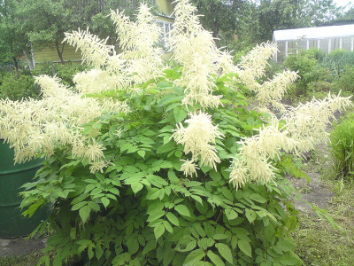 Волжанка двудомная (кремово-белый, 1шт, I)