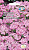 Гвоздика Флоренция (вид турецкая, розовая)