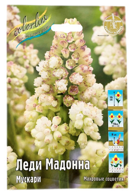 Мускари ЛЕДИ МАДОННА
