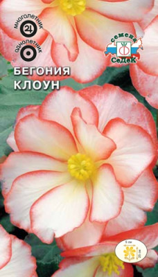 Бегония Клоун (двухцветная)