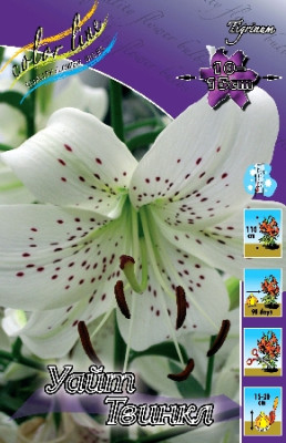 Лилия Уайт Твинкл (1шт)