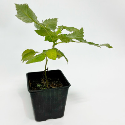 Малина Каскад Делайт (3)