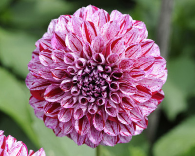 Георгин Хай Импакт (1шт) 4434