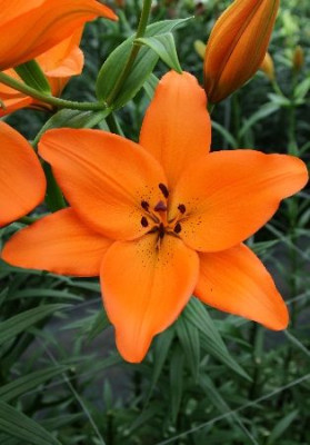 Лилия Аргос (1шт) 9402