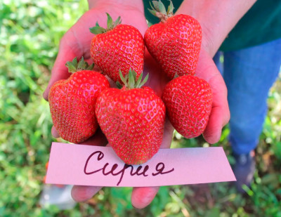 Земляника (Клубника) Сирия в стаканчике