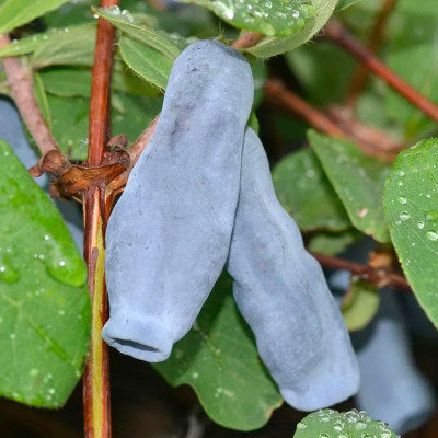 Жимолость Дочь Великана