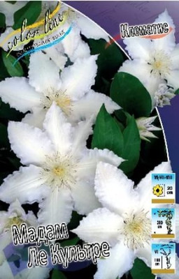 Клематис Мадам Ле Культре (1шт)