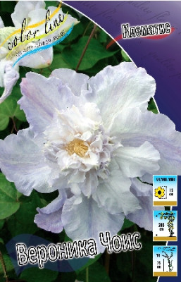 Клематис Вероника Чойс (1шт) 1662