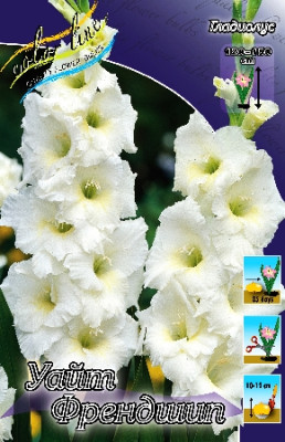 Гладиолус Уайт Френдшип 12/14 (1шт) 1026