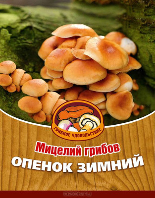Грибы Опенок Зимний
