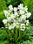 Гиацинтоидес (Сцилла) (10шт) Белый 6719 6596