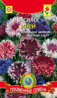 Василек Иней*