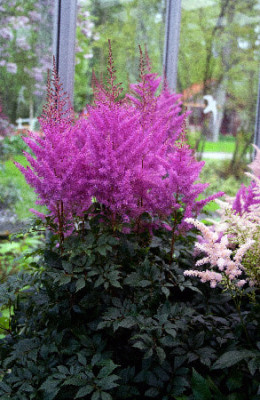 Астильба Немо (1шт) Р-009