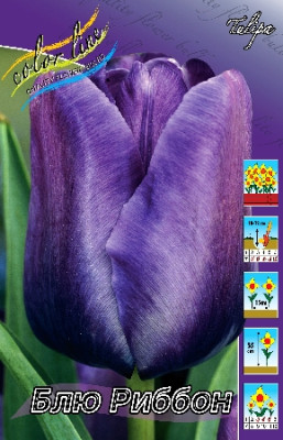 Тюльпан Блю Риббон (1шт)