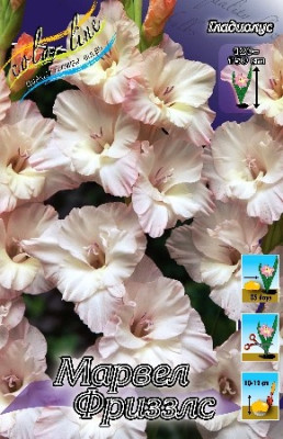 Гладиолус Марвел Фриззлс (1шт) 7110