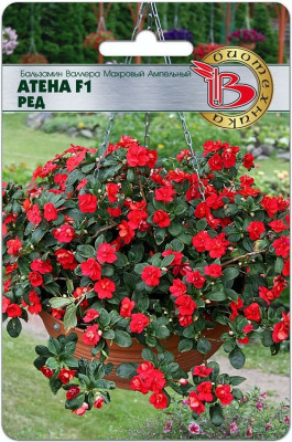 Бальзамин Валлера Атена Ред 8шт (ампула)