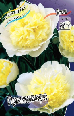 Пион Примавера (1шт) 658