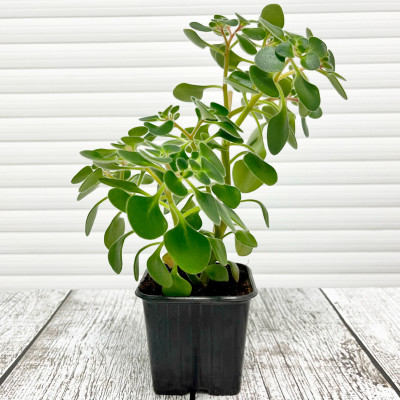 Дерево любви