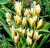 Тюльпан Литтл Стар (10шт)