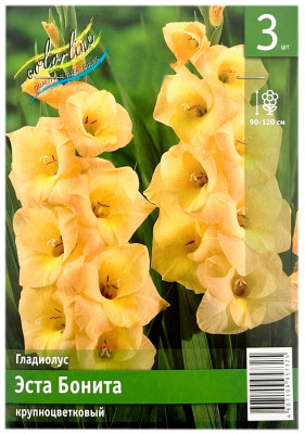 Гладиолус ЭСТА БОНИТА крупноцветковый