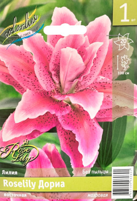 Лилия Дориа (1шт)