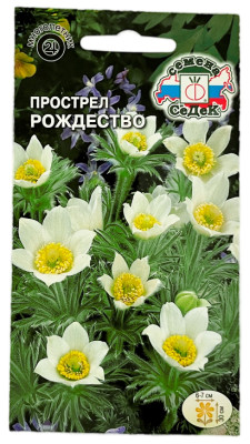 Прострел рождество СеДеК