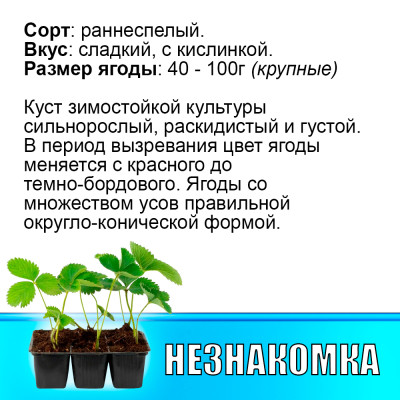 Земляника (Клубника) Незнакомка в кассете
