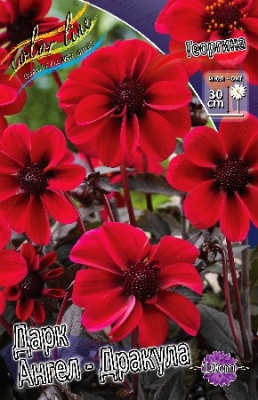 Георгина Дарк Ангел-Дракула (1шт) 7153