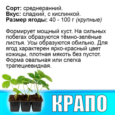 Земляника (Клубника) Крапо в кассете
