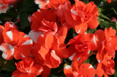 Бальзамин Валлера Атена Оранж Флеш 8шт (ампула)