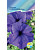 Петуния Суперкаскад блю