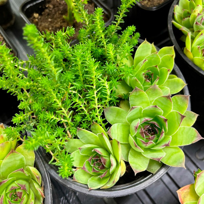 Молодило саженцы микс