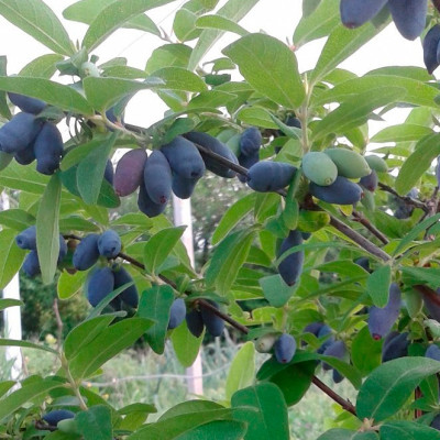 Жимолость Югана