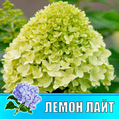 Гортензия метельчатая Гарден лайт Лемон Лайт (Р12)