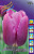 Тюльпан Перпл Принс (1шт) 1414