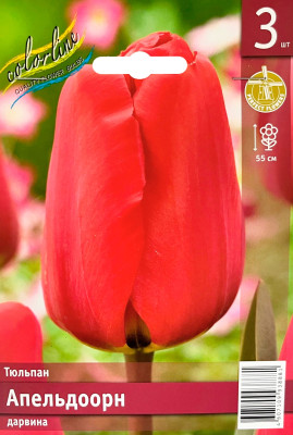 Тюльпан Апельдоорн