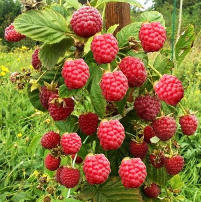 Малина Глен Ди