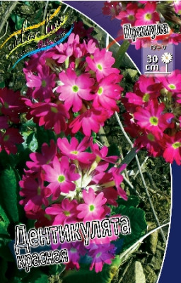 Примула Дентикулята Красный (3) 668