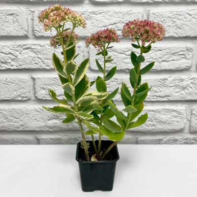 Очиток Отумн Шарм