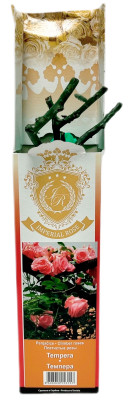 Плетистая роза ТЕМПЕРА TEMPERA