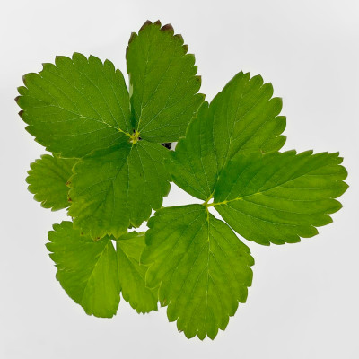 Клубника АЛЬБА (2)