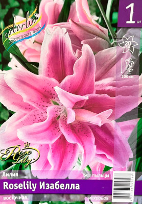 Лилия Изабелла (1шт)