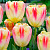 Тюльпан Букингем (1шт)