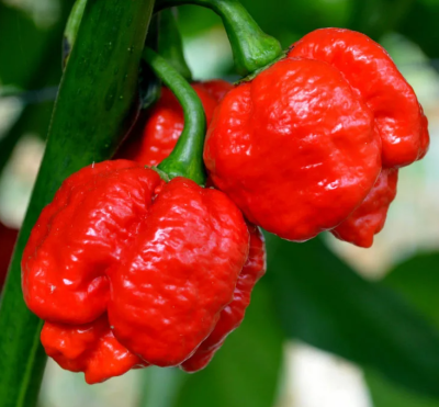 Перец Тринидад Моруга Скорпион красный (острый) (Евро, 5)